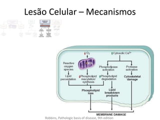 Lesão Celular – Mecanismos
Robbins, Pathologic basis of disease, 9th edition
 