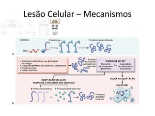 Lesão Celular – Mecanismos
 