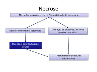 Necrose
Alterações irreversíveis – pH e Permeabilidade de membranas
Liberação de enzimas lissômicas Liberação de proteínas / enzimas
para o extra-celular
Digestão / Desestruturação
celular
Recrutamento de células
inflamatórias
 