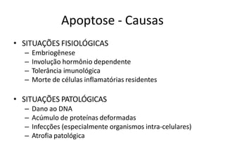 Apoptose - Causas
• SITUAÇÕES FISIOLÓGICAS
– Embriogênese
– Involução hormônio dependente
– Tolerância imunológica
– Morte de células inflamatórias residentes
• SITUAÇÕES PATOLÓGICAS
– Dano ao DNA
– Acúmulo de proteínas deformadas
– Infecções (especialmente organismos intra-celulares)
– Atrofia patológica
 