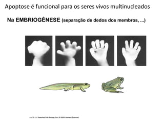 Na EMBRIOGÊNESE (separação de dedos dos membros, ...)
Apoptose é funcional para os seres vivos multinucleados
 