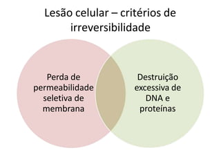 Lesão celular – critérios de
irreversibilidade
Perda de
permeabilidade
seletiva de
membrana
Destruição
excessiva de
DNA e
proteínas
 