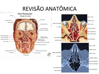 REVISÃO ANATÔMICA
6
 