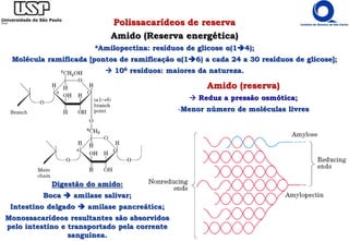 Polissacarídeos de reserva
Amido (Reserva energética)
*Amilopectina: resíduos de glicose α(14);
Molécula ramificada [pontos de ramificação α(16) a cada 24 a 30 resíduos de glicose];
 106 resíduos: maiores da natureza.
Amido (reserva)
 Reduz a pressão osmótica;
-Menor número de moléculas livres
Digestão do amido:
Boca  amilase salivar;
Intestino delgado  amilase pancreática;
Monossacarídeos resultantes são absorvidos
pelo intestino e transportado pela corrente
sanguínea.
 