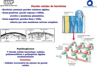 Parede celular de bactérias
- Bactérias: possuem paredes celulares rígidas;
- Gram-positivas: parede espessa (~250Å),
envolve a membrana plasmática;
- Gram-negativas: paredes finas (~30Å),
coberta por uma membrana externa complexa.
Peptídeoglicanos
 Parede celular bacteriana: cadeias
polissacarídicas e polipeptícas ligadas
covalentemente
Penicilina:
- Inibidor irreversível da síntese da parede
celular
 