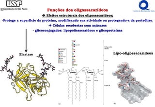 Funções dos oligossacarídeos
 Efeitos estruturais dos oligossacarídeos;
-Protege a superfície da proteína, modificando sua atividade ou protegendo-a da proteólise.
 Células recobertas com açúcares
- glicoconjugados: lipopolissacarídeos e glicoproteínas
Lipo-oligossacarídeosElastase
 