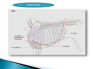 Subdivisões
Subescapular
e cardíaca
 