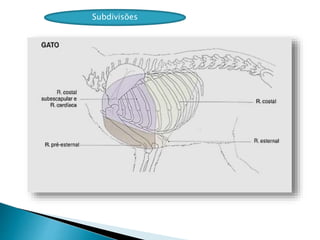 Subdivisões
 
