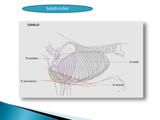 Subdivisões
 