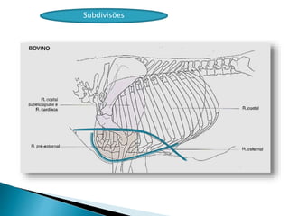 Subdivisões
 