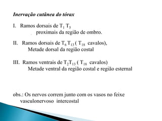 Inervação cutânea do tórax
I. Ramos dorsais de T1 T5
2;3 proximais da região de ombro.
II. Ramos dorsais de T6 T13 ( T18 cavalos),
Metade dorsal da região costal
III. Ramos ventrais de T2T13 ( T18 cavalos)
Metade ventral da região costal e região esternal
obs.: Os nervos correm junto com os vasos no feixe
vasculonervoso intercostal
 