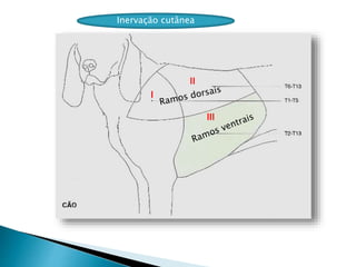 Inervação cutânea
I
II
III
 