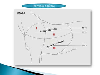 Inervação cutânea
I
II
III
 