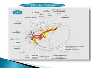Linfocentros Torácicos
cão
 