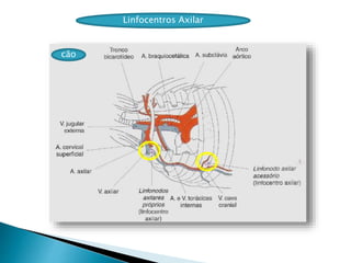 Linfocentros Axilar
cão
 