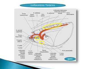 Linfocentros Torácico
gato
 