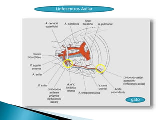 Linfocentros Axilar
gato
 