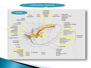 Linfocentros Torácico
cavalo
 