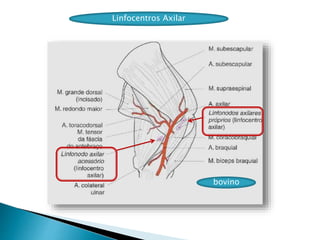 Linfocentros Axilar
bovino
 