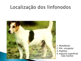 1. Mandibular
2. Pré- escapular
3. Poplíteo
4. Inguinal superficial
(cão macho)
 