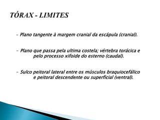 - Plano tangente à margem cranial da escápula (cranial).
- Plano que passa pela ultima costela; vértebra torácica e
pelo processo xifoide do esterno (caudal).
- Sulco peitoral lateral entre os músculos braquiocefálico
e peitoral descendente ou superficial (ventral).
 