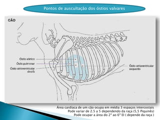 Pontos de auscultação dos óstios valvares
Área cardíaca de um cão ocupa em média 3 espaços intercostais
Pode variar de 2.5 a 5 dependendo da raça (5,5 Piquinês)
Pode ocupar a área do 2º ao 6º EI ( depende da raça )
 