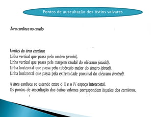 Pontos de auscultação dos óstios valvares
 