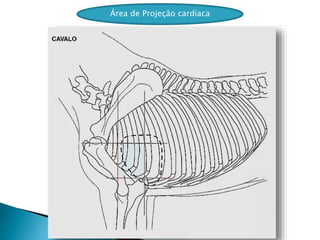 Área de Projeção cardíaca
 