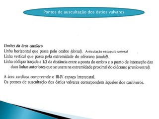 Pontos de auscultação dos óstios valvares
Articulação escapulo umeral
 
