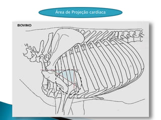 Área de Projeção cardíaca
 