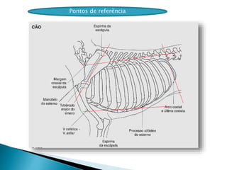 Pontos de referência
 