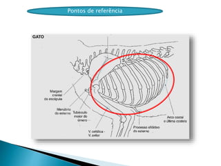 Pontos de referência
 