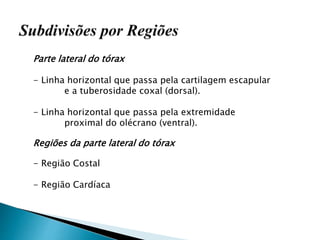 Parte lateral do tórax
- Linha horizontal que passa pela cartilagem escapular
e a tuberosidade coxal (dorsal).
- Linha horizontal que passa pela extremidade
proximal do olécrano (ventral).
Regiões da parte lateral do tórax
- Região Costal
- Região Cardíaca
 