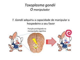 Toxoplasma gondii
             O manipulador

T. Gondii adquiriu a capacidade de manipular o
            hospedeiro a seu favor
            Posição privilegiada na
            manipulação cognitiva
 