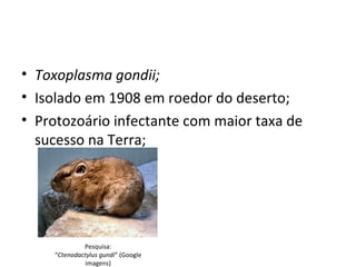 • Toxoplasma gondii;
• Isolado em 1908 em roedor do deserto;
• Protozoário infectante com maior taxa de
  sucesso na Terra;




              Pesquisa:
     “Ctenodactylus gundi” (Google
               imagens)
 