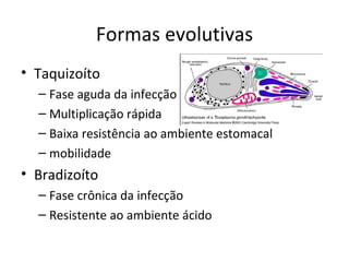 Formas evolutivas
• Taquizoíto
  – Fase aguda da infecção
  – Multiplicação rápida
  – Baixa resistência ao ambiente estomacal
  – mobilidade
• Bradizoíto
  – Fase crônica da infecção
  – Resistente ao ambiente ácido
 