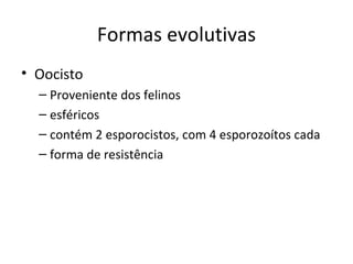 Formas evolutivas
• Oocisto
  – Proveniente dos felinos
  – esféricos
  – contém 2 esporocistos, com 4 esporozoítos cada
  – forma de resistência
 