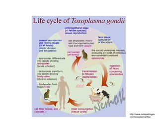 http://www.metapathogen.
com/toxoplasma/#tax
 