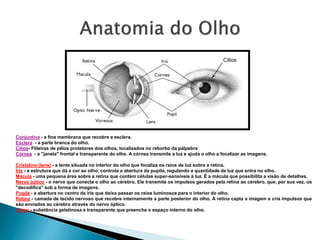 Conjuntiva - a fina membrana que recobre a esclera.
Esclera - a parte branca do olho.
Cílios- Flileiras de pêlos protetores dos olhos, localizados no reborbo da pálpebra
Córnea - a "janela" frontal e transparente do olho. A córnea transmite a luz e ajuda o olho a focalizar as imagens.
Cristalino (lens) - a lente situada no interior do olho que focaliza os raios de luz sobre a retina.
Íris - a estrutura que dá a cor ao olho; controla a abertura da pupila, regulando a quantidade de luz que entra no olho.
Mácula - uma pequena área sobre a retina que contém células super-sensíveis à luz. É a mácula que possibilita a visão de detalhes.
Nervo óptico - o nervo que conecta o olho ao cérebro. Ele transmite os impulsos gerados pela retina ao cérebro, que, por sua vez, os
"decodifica" sob a forma de imagens.
Pupila - a abertura no centro da íris que deixa passar os raios luminosos para o interior do olho.
Retina - camada de tecido nervoso que recobre internamente a parte posterior do olho. A retina capta a imagem e cria impulsos que
são enviados ao cérebro através do nervo óptico.
Vítreo - substância gelatinosa e transparente que preenche o espaço interno do olho.
Cílios
 
