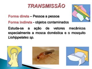 Forma direta – Pessoa a pessoa
Forma indireta - objetos contaminados
Estuda-se a ação de vetores mecânicos
especialmente a mosca doméstica e o mosquito
Liohippelates sp.
 