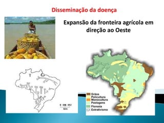 Expansão da fronteira agrícola em
direção ao Oeste
Disseminação da doença
 