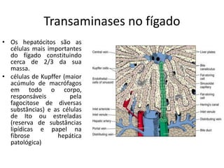 Transaminases no fígado
• Os hepatócitos são as
células mais importantes
do fígado constituindo
cerca de 2/3 da sua
massa.
• células de Kupffer (maior
acúmulo de macrófagos
em todo o corpo,
responsáveis pela
fagocitose de diversas
substâncias) e as células
de Ito ou estreladas
(reserva de substâncias
lipídicas e papel na
fibrose hepática
patológica)
 