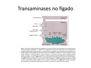 Transaminases no fígado
 