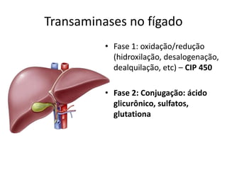 Transaminases no fígado
• Fase 1: oxidação/redução
(hidroxilação, desalogenação,
dealquilação, etc) – CIP 450
• Fase 2: Conjugação: ácido
glicurônico, sulfatos,
glutationa
 