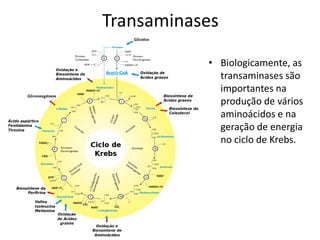 Transaminases
• Biologicamente, as
transaminases são
importantes na
produção de vários
aminoácidos e na
geração de energia
no ciclo de Krebs.
 