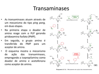• As transaminases atuam através de
um mecanismo do tipo ping pong,
em duas etapas.
• Na primeira etapa o doador de
amino reage com o PLP gerando
piridoxamina fosfato (PMP).
• Em seguida, o grupo amino é
transferido do PMP para um
aceptor de amino.
• O esquema mostra o mecanismo
de ação das transaminases,
empregando a isopropilamina como
doador de amino e acetofenona
como aceptor de amino.
Transaminases
 
