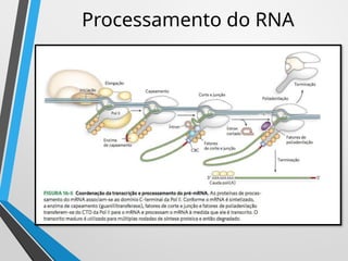 Transcription in Eukaryotes vs Prokaryotes: Mechanisms and RNA ...