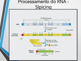 Transcription in Eukaryotes vs Prokaryotes: Mechanisms and RNA ...