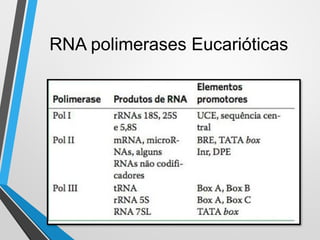 Transcription in Eukaryotes vs Prokaryotes: Mechanisms and RNA ...