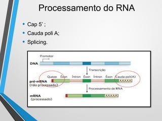 Transcription in Eukaryotes vs Prokaryotes: Mechanisms and RNA ...